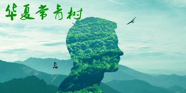 華夏常青樹哪個版本比較好？