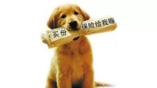 寵物保險怎么挑選？有寵物的你確定不了解一下？