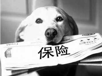 寵物保險怎么挑選？有寵物的你確定不了解一下？